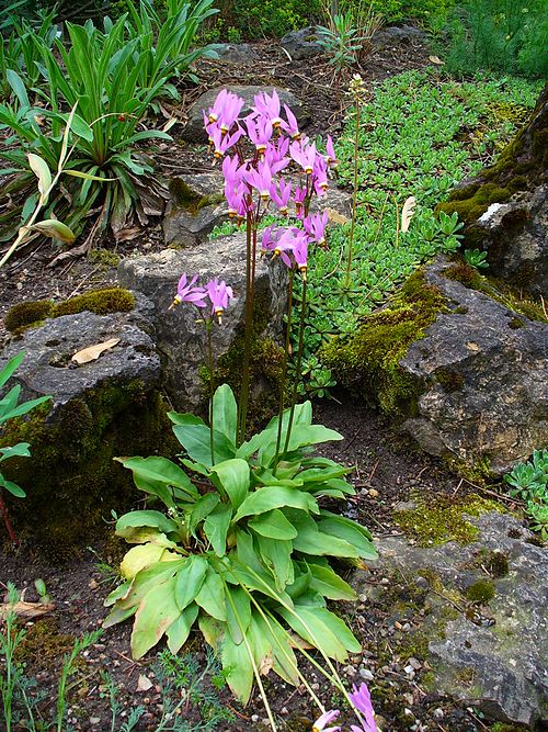 Dodecatheon meadia Seeds – Midland Shooting Star Native Wildflower for Pollinators, Perennial, 100 Seeds