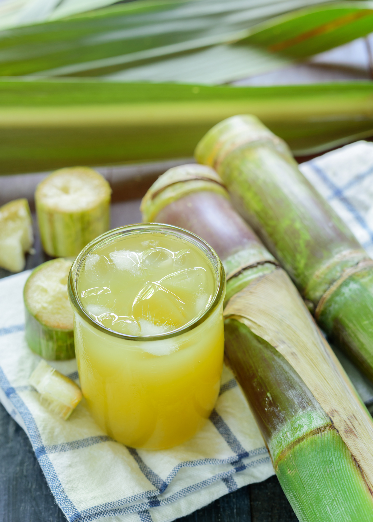 Sugar Cane 'Don Cinco'