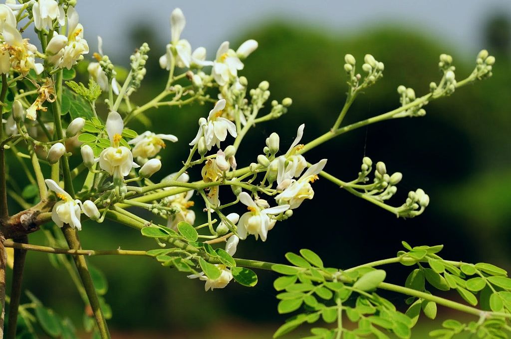 Moringa Oleifera Cuttings 4 Pack – Unrooted Drumstick Tree, Miracle Tree, Nutrient-Rich Superfood Plant for Growing & Propagation
