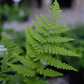 Bare Root Leatherwood Ferns Set of 5 | Dryopteris marginalis | Native Woodland Shade Perennial | Deer Resistant