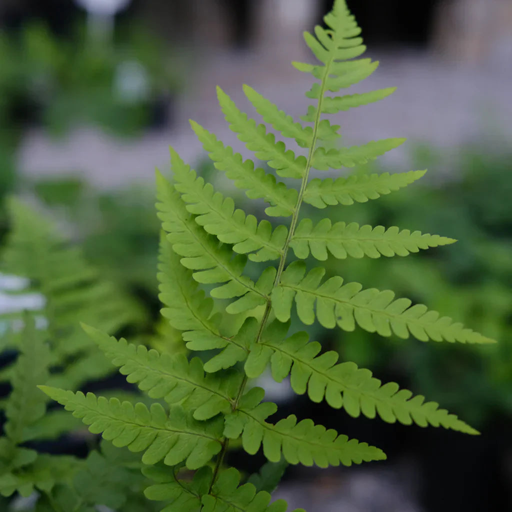 Bare Root Leatherwood Ferns Set of 5 | Dryopteris marginalis | Native Woodland Shade Perennial | Deer Resistant