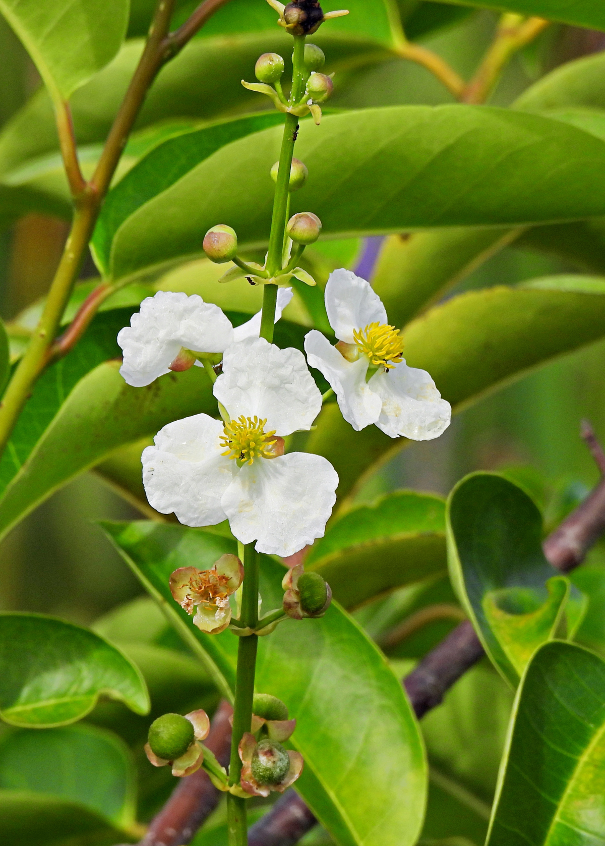 Duck Potato (Sagittaria latifolia)