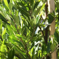 20 Organic Cherry Laurel Cuttings | Prunus laurocerasus | Fast Growing Privacy Hedge Shrub