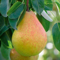 Live Ayers Sugar Pear Tree Bareroot 1-2 Ft Heirloom Cold Hardy Juicy Fruit Tree