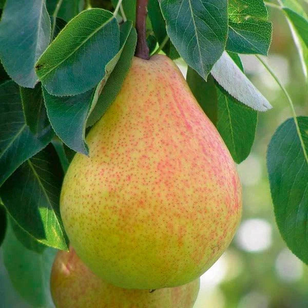 Live Ayers Sugar Pear Tree Bareroot 1-2 Ft Heirloom Cold Hardy Juicy Fruit Tree