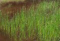 Live Spike Rush Eleocharis palustris - Hardy Aquatic Marginal Pond Plant, Bareroot Water Garden Perennial