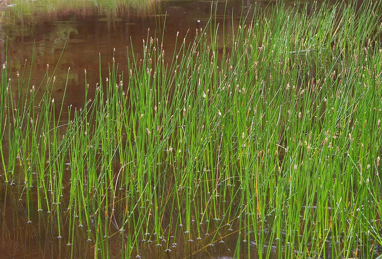 Live Spike Rush Eleocharis palustris - Hardy Aquatic Marginal Pond Plant, Bareroot Water Garden Perennial