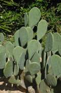 Spineless Prickly Pear Cactus Live Plant – Edible Opuntia for Growing Pads & Fruit, Rooted, Organic, Drought-Tolerant