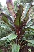 Ensete maurelii – Red Abyssinian Banana Plant – Cold Hardy Tropical Ornamental Banana Tree