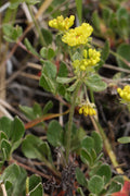 Eriogonum umbellatum Seeds – Sulfurflower Buckwheat Wildflower, Non-GMO, Native Pollinator Garden & Meadow Plant, Drought-Tolerant Perennial