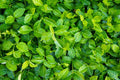 25 Live Purple Wintercreeper Plants - Euonymus Fortunei ‘Coloratus’ Bare Roots, Evergreen Ground Cover for Sun or Shade