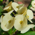 1 Large-Flower White Crown of Thorns Cutting | Euphorbia milii | Live Unrooted Succulent Stem