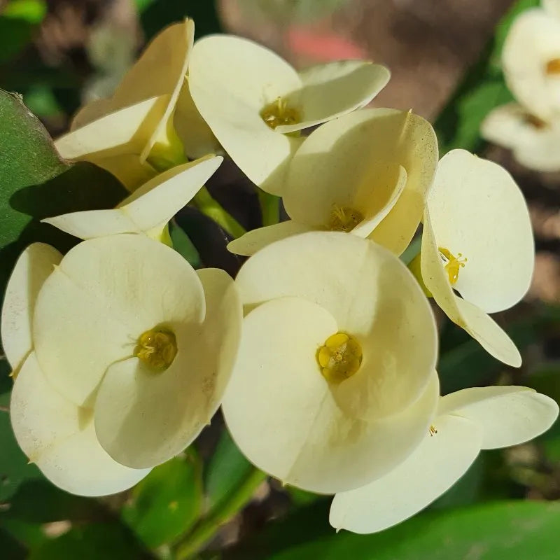 1 Large-Flower White Crown of Thorns Cutting | Euphorbia milii | Live Unrooted Succulent Stem