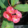 Coral Pink Crown of Thorns Cutting | Euphorbia milii Succulent Plant | Drought-Tolerant Indoor & Outdoor Plant