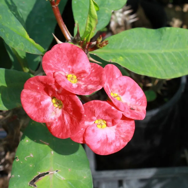 Coral Pink Crown of Thorns Cutting | Euphorbia milii Succulent Plant | Drought-Tolerant Indoor & Outdoor Plant