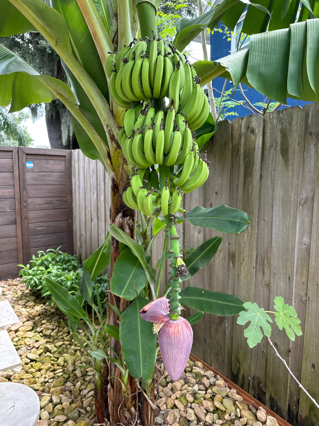 Dwarf Cavendish Banana Plant – Live Tropical Indoor/Outdoor Tree – Edible Fruit – Compact Dwarf Variety