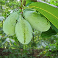 Live Pawpaw Tree Bareroot 1-2 Ft Native Fruit Tree Asimina triloba Exotic Tropical Flavor