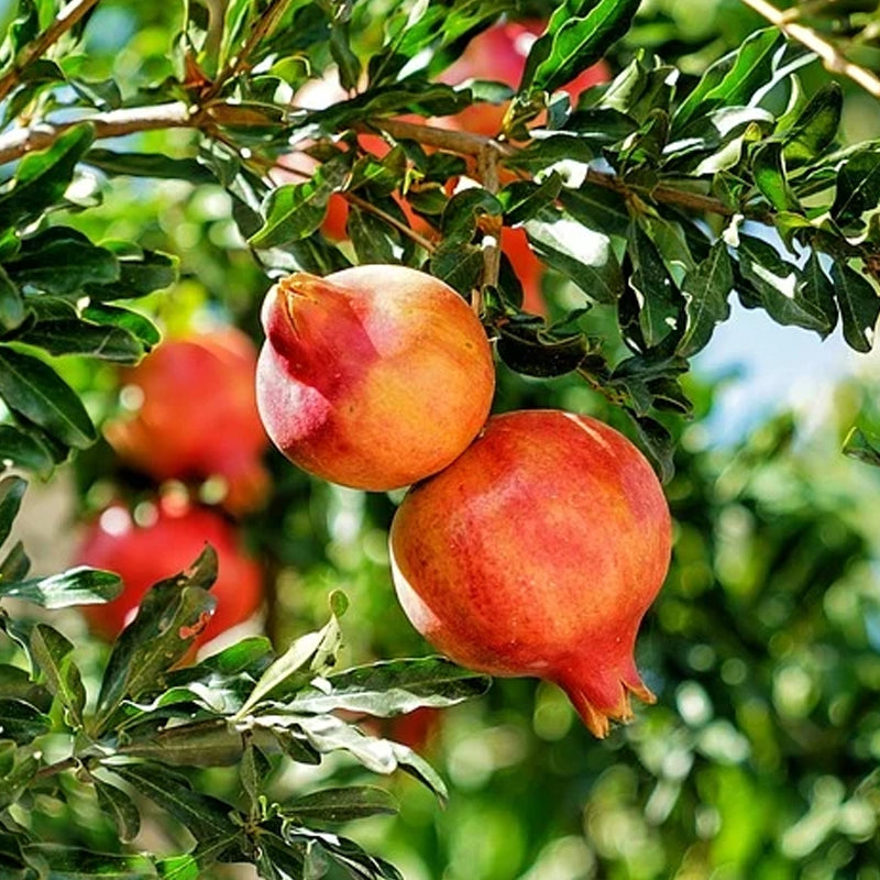 Pomegranate Tree Live Bare Root Punica granatum for Home Garden, Patio Container, Fruit Plant