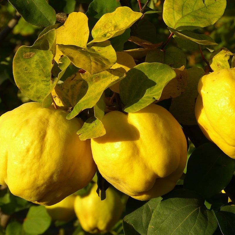Quince Cuttings 6-8 Inch Unrooted for Grafting Organic Cydonia oblonga Fruit Tree Scion Wood