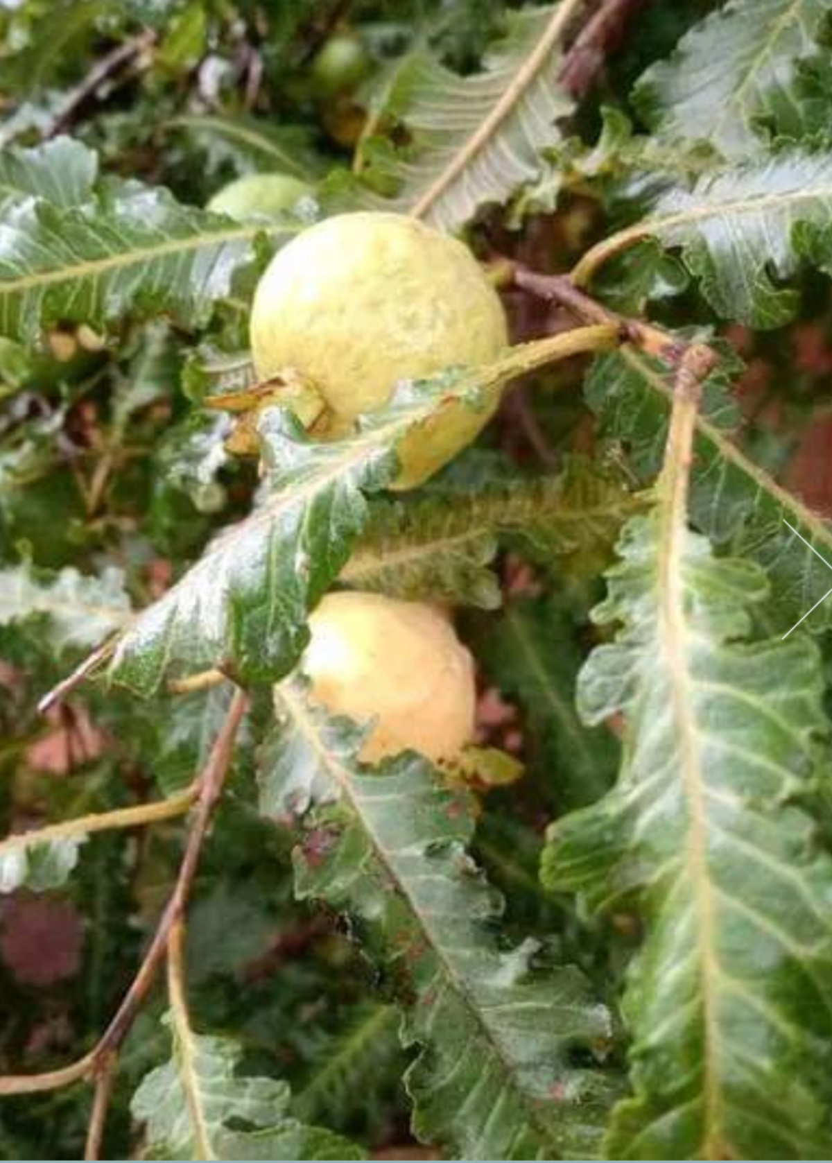 Feather Leaf Guava (Psidium guajava var. Feather Leaf)