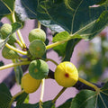 Green Ischia Fig Cuttings (Ficus carica) - 2 Unrooted 6-8" | Rare Heirloom Green Fig with Strawberry Flesh