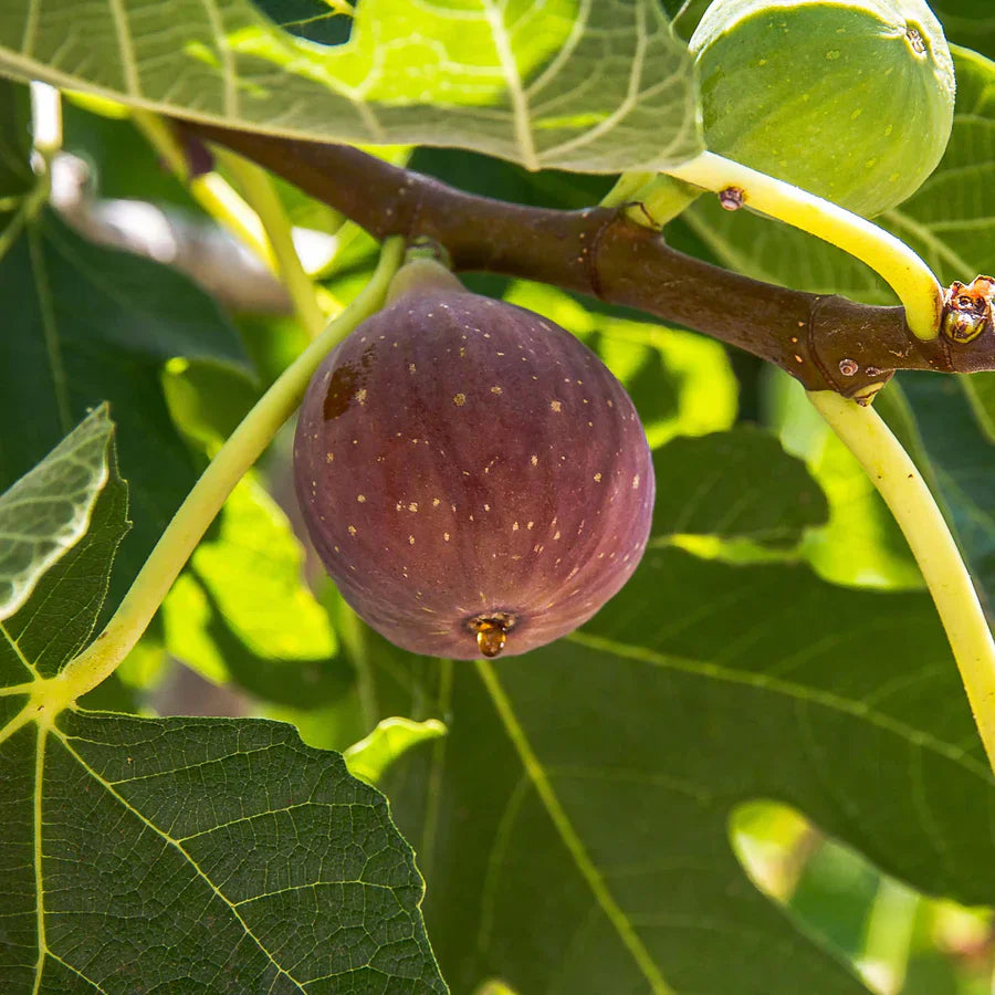 Dwarf Fig Tree Live Plant | Fignomenal Variety | Ficus carica | Compact Edible Fruit for Patio & Container