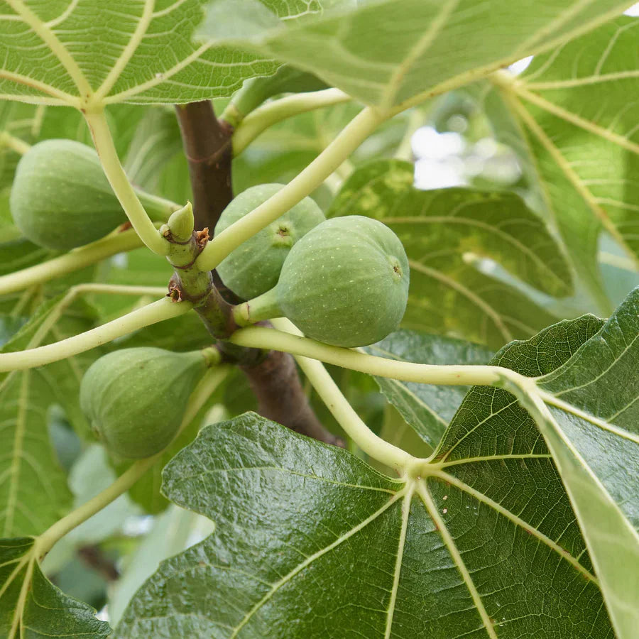 Italian Honey Fig Cuttings 6-8 Inch Unrooted Ficus carica for Rooting Grafting Organic Fruit Tree Scion