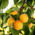 5 Flavor Delight Aprium Scions – 3–6" Unrooted Grafting Cuttings, Apricot Plum Hybrid, Rare Fruit Tree Budwood