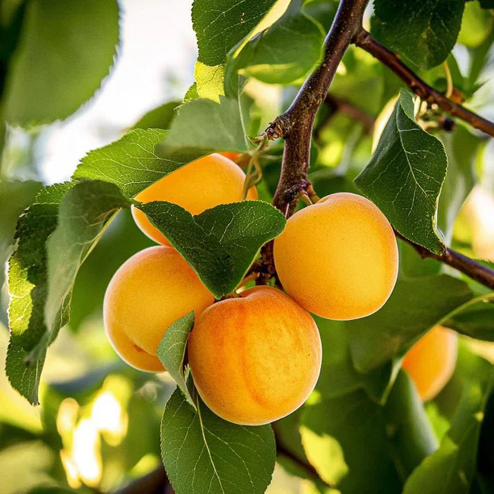 5 Flavor Delight Aprium Scions – 3–6" Unrooted Grafting Cuttings, Apricot Plum Hybrid, Rare Fruit Tree Budwood