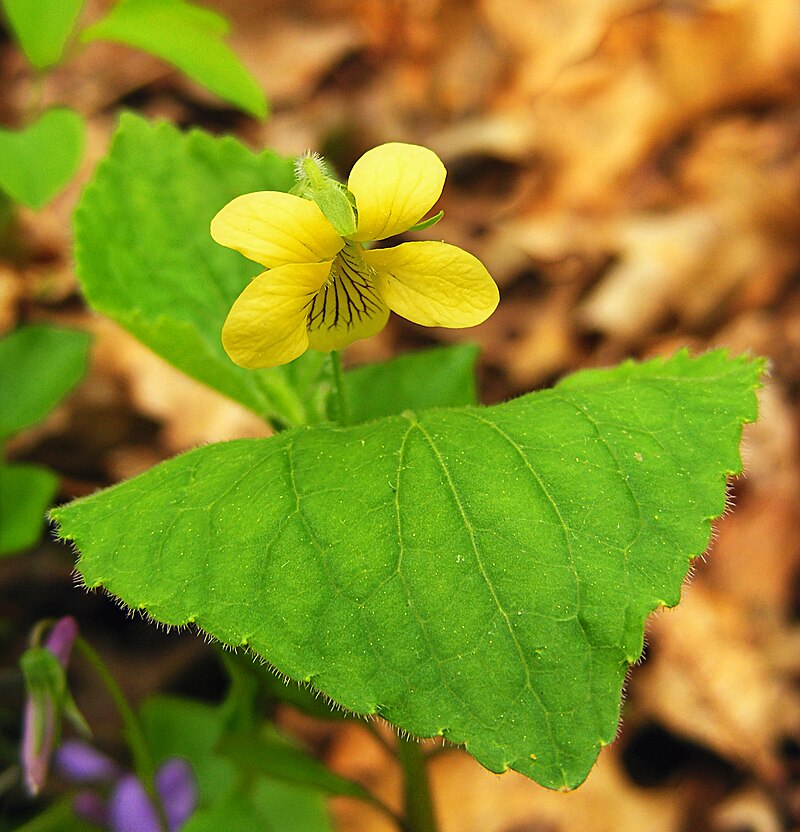 Yellow Violet Plants, Bare-Root, Viola rotundifolia, Native Shade Perennial, Early Spring Bloomer, Woodland Wildflower, Pollinator Friendly