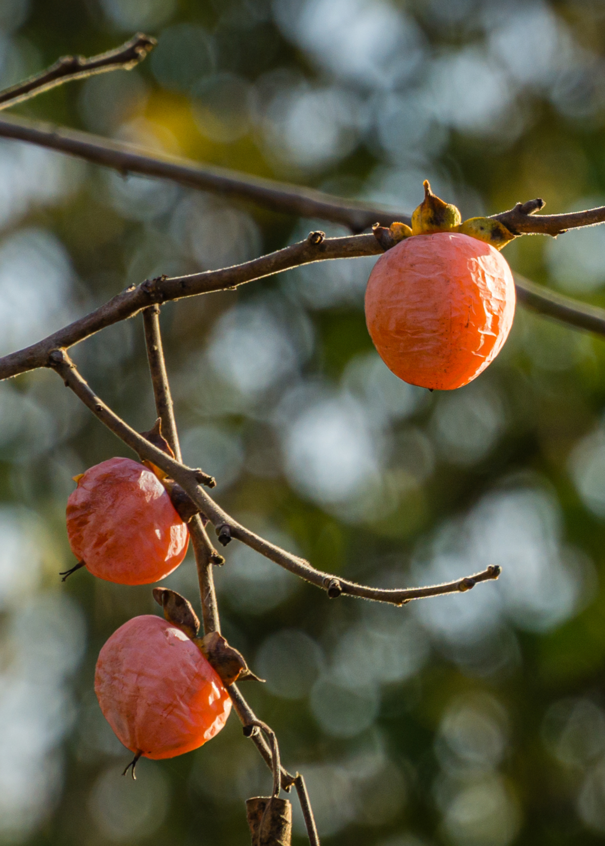 Persimmon Seedling 'Florida Native' (Diospyros virginiana)