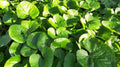 5 Wild Ginger Plants (Asarum canadense) | Bare-Root Native Shade Groundcover Perennial