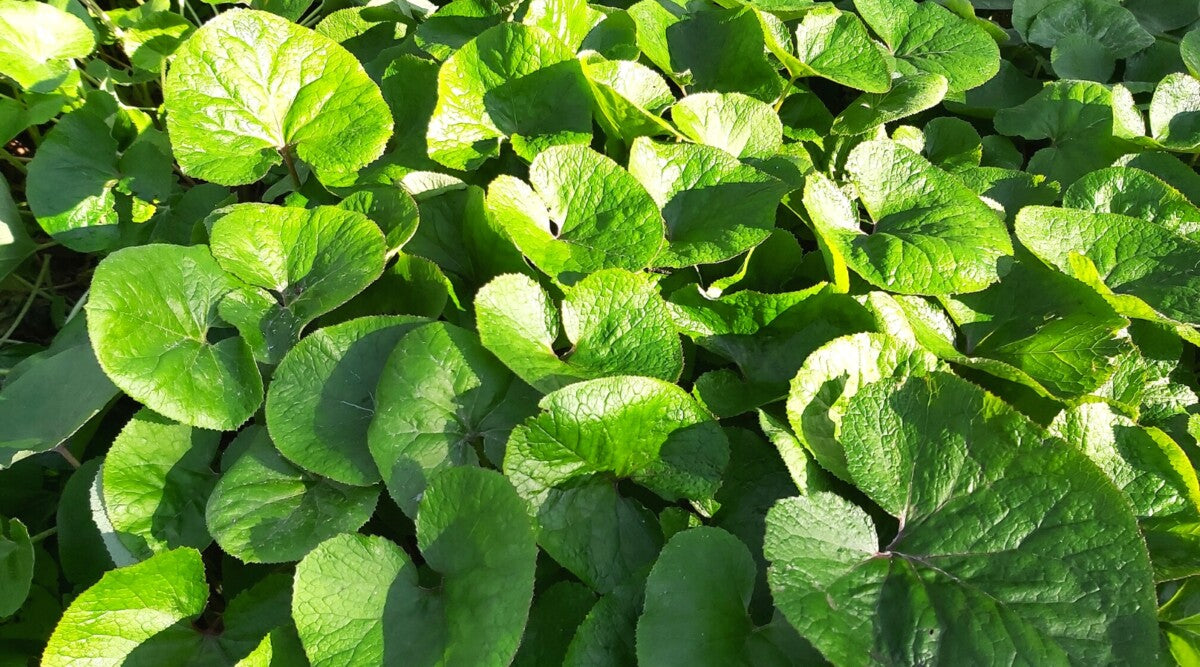 5 Wild Ginger Plants (Asarum canadense) | Bare-Root Native Shade Groundcover Perennial