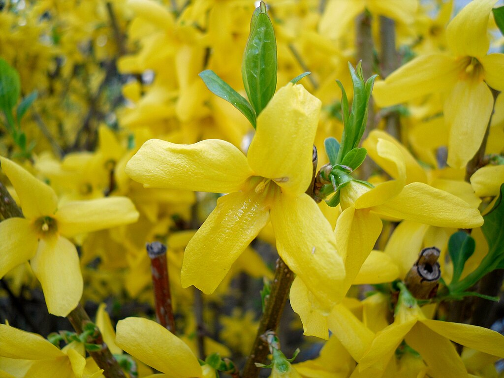 12 Forsythia Cuttings for Propagation – Fresh Unrooted 6–8” Stems – Hardy Yellow Flowering Shrub