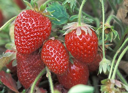 Ft. Laramie Everbearer Strawberry Plants (10 Bare Root) – Cold Hardy, Disease Resistant, Sweet Berries