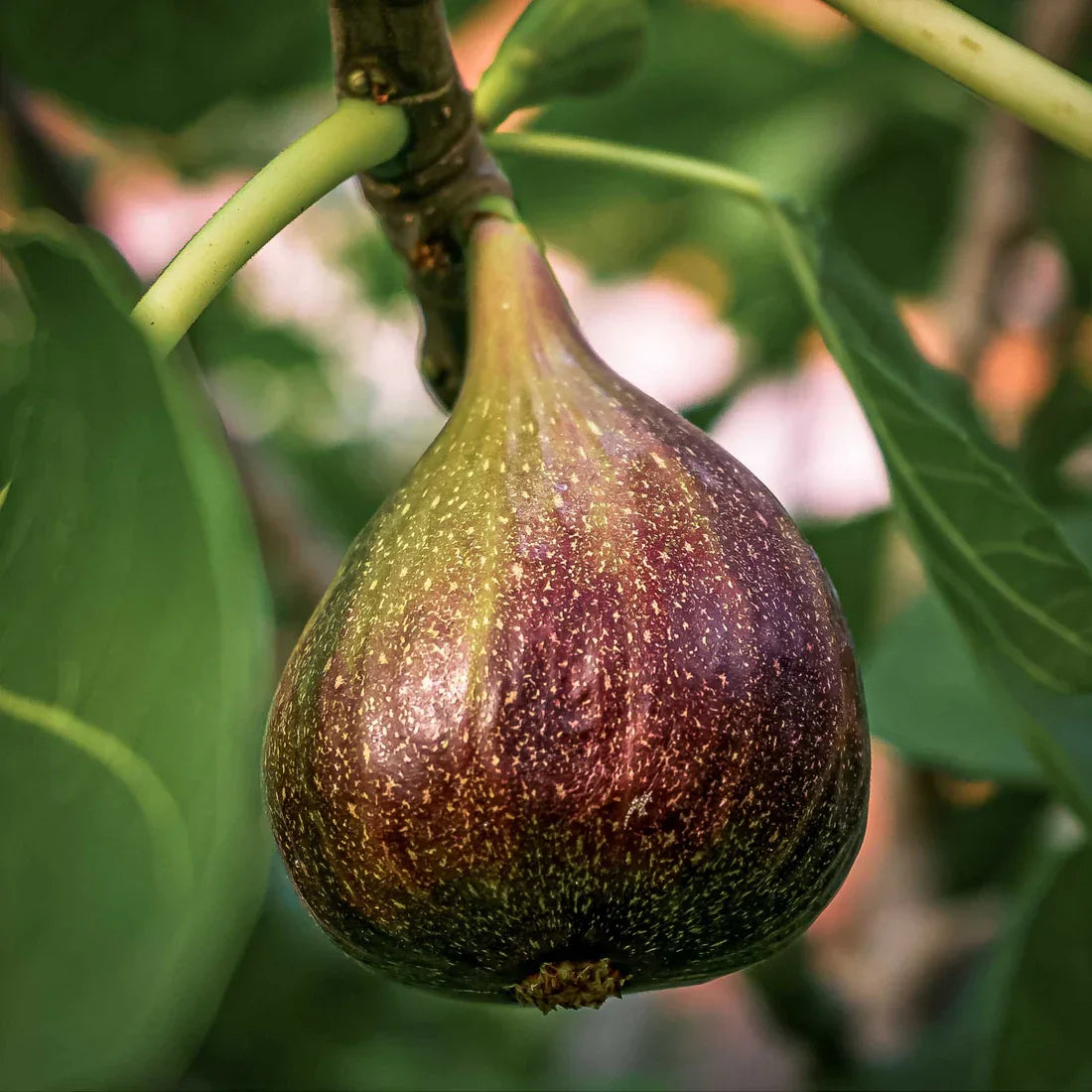 Brown Turkey Fig Cuttings (Ficus carica) - 5 Unrooted 6-8" Cuttings for Easy Propagation