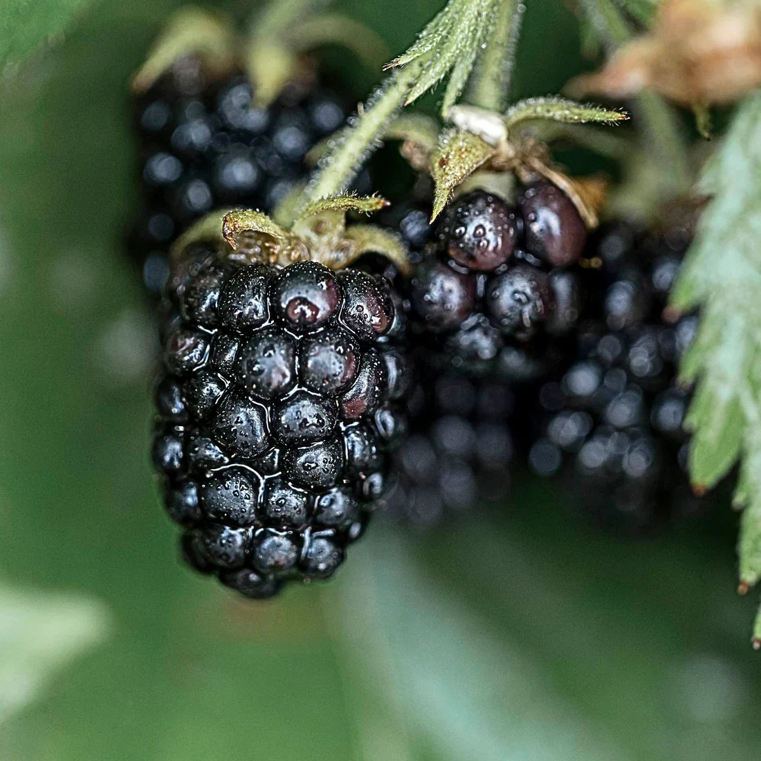 Blackberry Plants, Thornless, Large Berries, Rubus Hybrid, Bare Root, Columbia Star, Fruit Bushes for Garden or Orchard