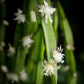 3 Rhipsalis Paradoxa Cuttings - Rare Epiphytic Trailing Cactus for Hanging Baskets and Indoor Decor
