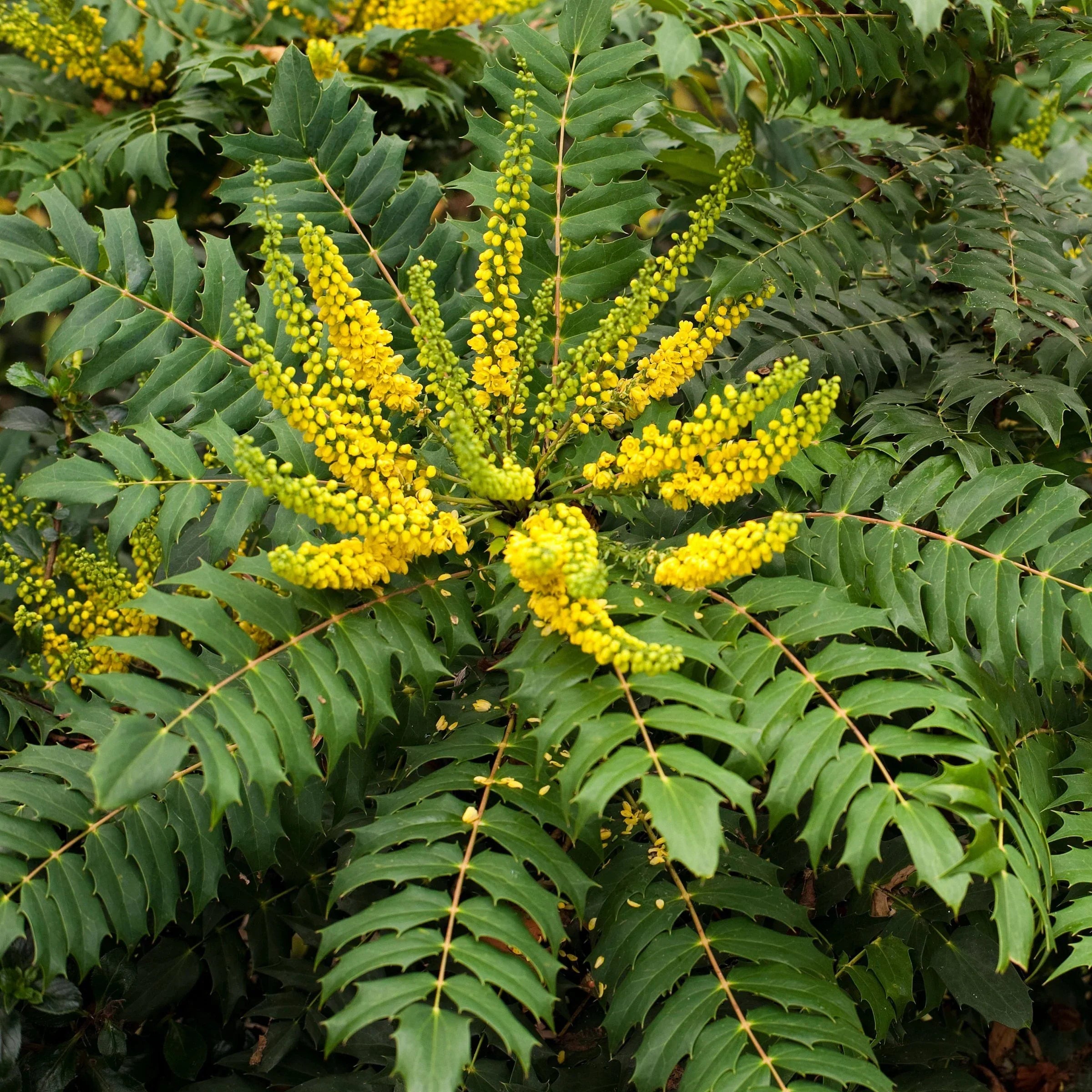 Funky Flow Mahonia Live Bareroot Shrub – Evergreen Landscape Plant with Textured Foliage – Mahonia hybrid