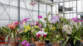 12 Bare Root Orchid Plants Assorted Varieties Indoor Tropical Flowering Plants Live Starter Orchids