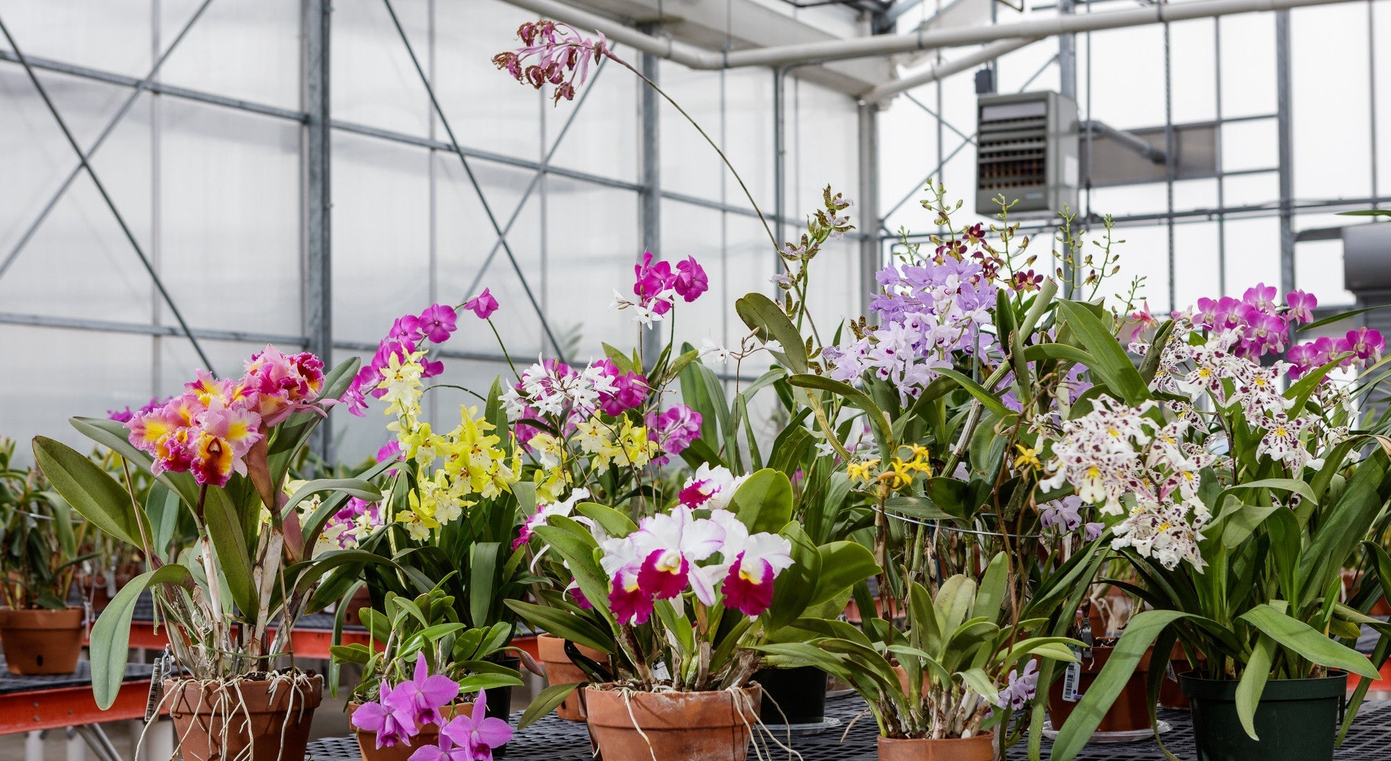 12 Bare Root Orchid Plants Assorted Varieties Indoor Tropical Flowering Plants Live Starter Orchids