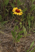 Gaillardia aristata Seeds – Wildflower, Blanketflower, 25 Non-GMO Perennial Seeds for Pollinator Gardens and Meadow Plant