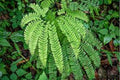 5 Northern Maidenhair Fern (Adiantum pedatum) Bare Root Plants | Native Shade Garden Perennial