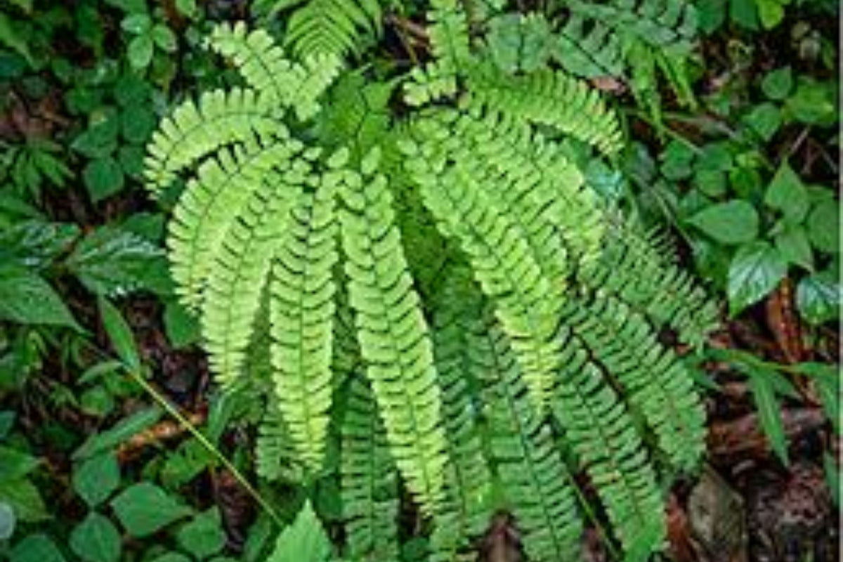 5 Northern Maidenhair Fern (Adiantum pedatum) Bare Root Plants | Native Shade Garden Perennial