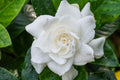 8 Gardenia Cuttings | Gardenia jasminoides | Unrooted Stems for Fragrant White Flowers