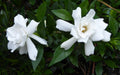 3 Rooted Gardenia Plants 4-5 Inches Fragrant White Flowers Live Shrubs for Garden or Indoor Use