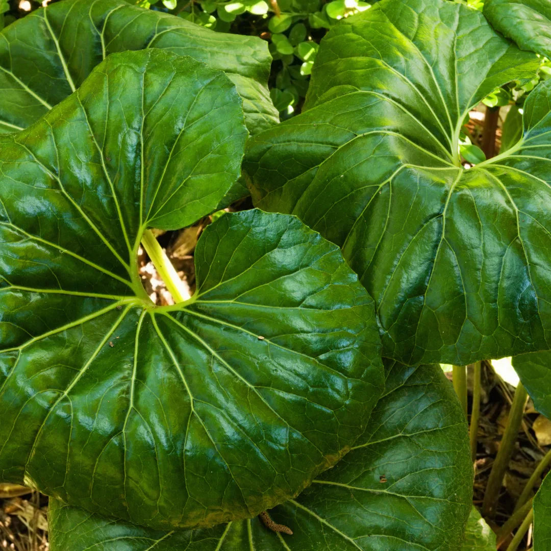 Giant Leopard Plant Live Starter – Farfugium japonicum ‘Giganteum’ – Bold Foliage, Shade Perennial, Container Plant