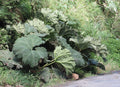 Gunnera tinctoria Giant Rhubarb Seeds (100 Pack) for Water Gardens & Tropical Landscaping