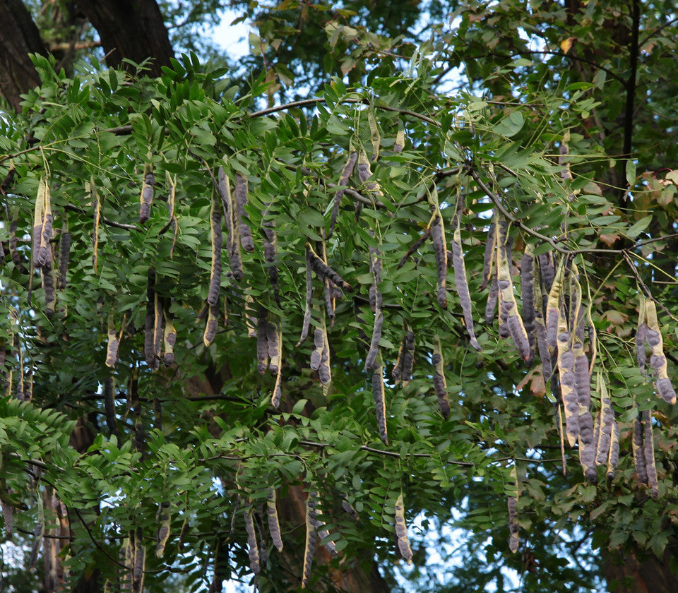 Gleditsia sinensis Seeds – Chinese Honeylocust, Soap Bean Tree, Ornamental Deciduous Tree, 10 Seeds