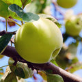 Golden Delicious Apple Tree Scions – Organic Unrooted Grafting Wood for Propagation, Malus domestica